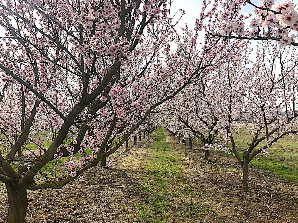 Allee aus 80 Mandelbäumen - zu bewundern während der Pfälzer Mandelblüte