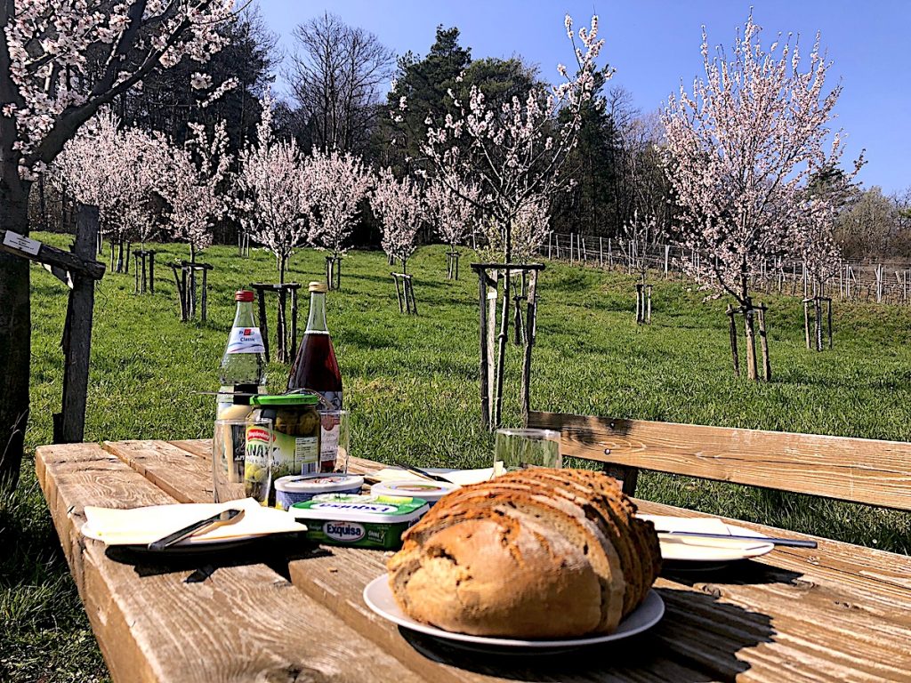 Die Mandelblüte - der beste Grund für einen Urlaub in Rheinland-Pfalz