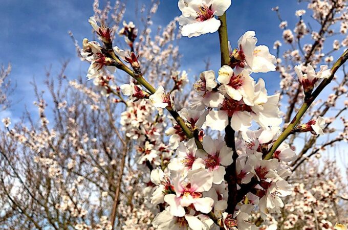 Pfälzer Mandelblüte - weiße Blüten