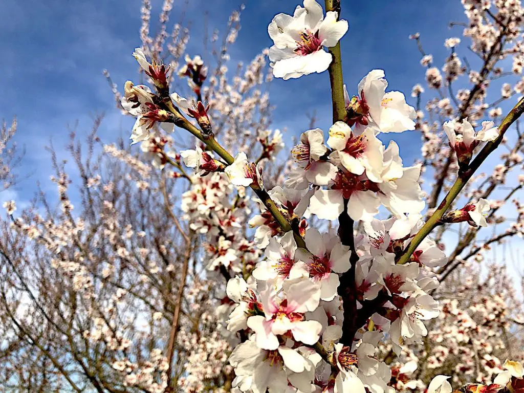 Pfälzer Mandelblüte - weiße Blüten
