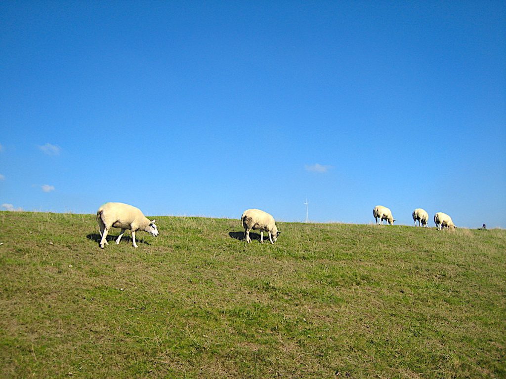 Texel Urlaub zu Ostern bietet Lämmer in Hülle und Fülle. 