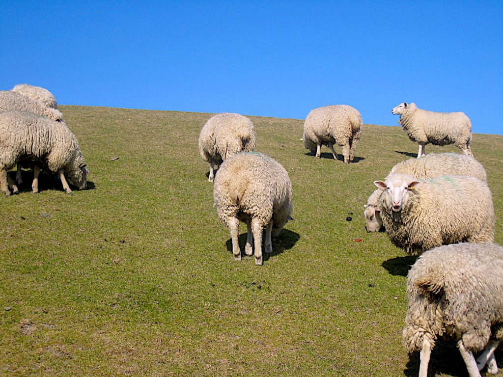 Texel Urlaub zu Ostern - unter Schafen.