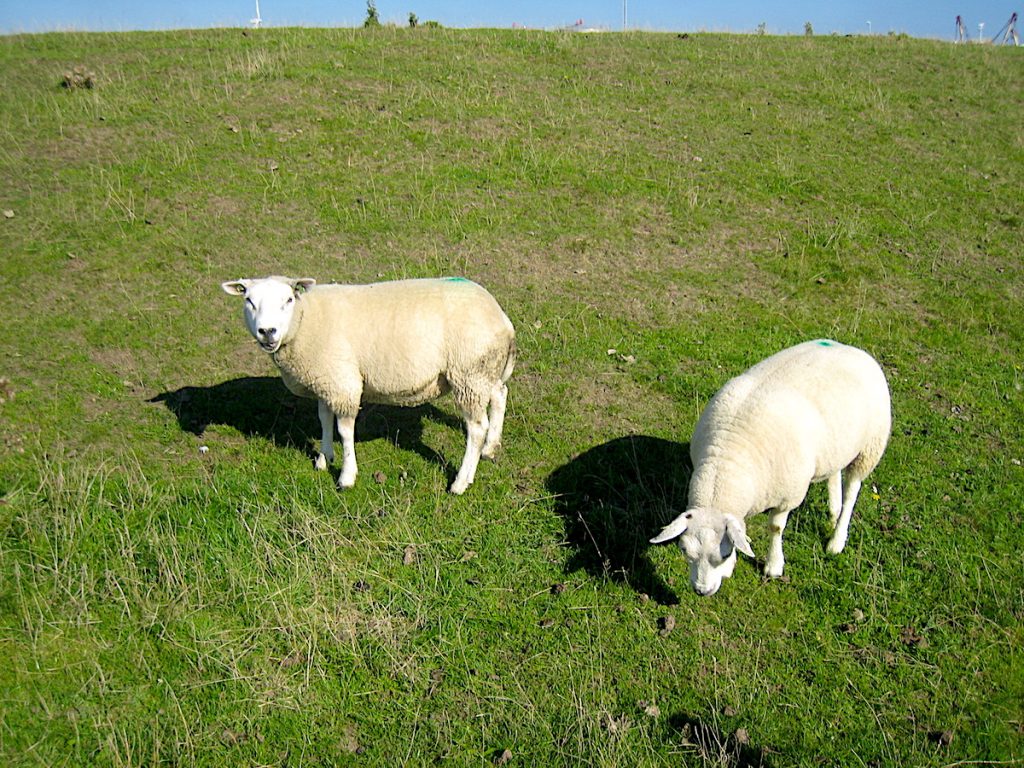 Texel Urlaub zu Ostern ist besonders schön-