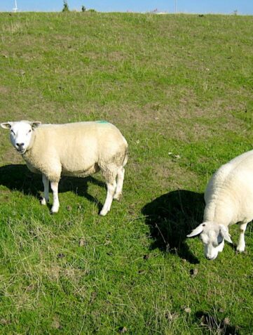Texel Urlaub zu Ostern - unter Schafen