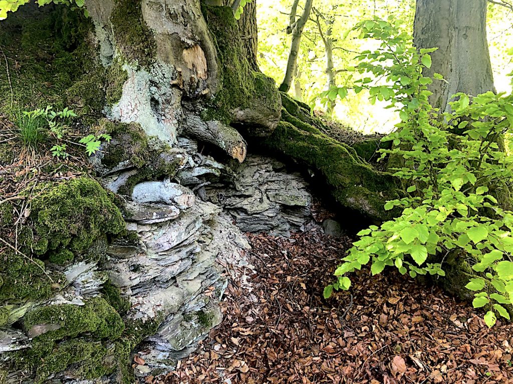 Sauerland - Wanderungen in die Natur