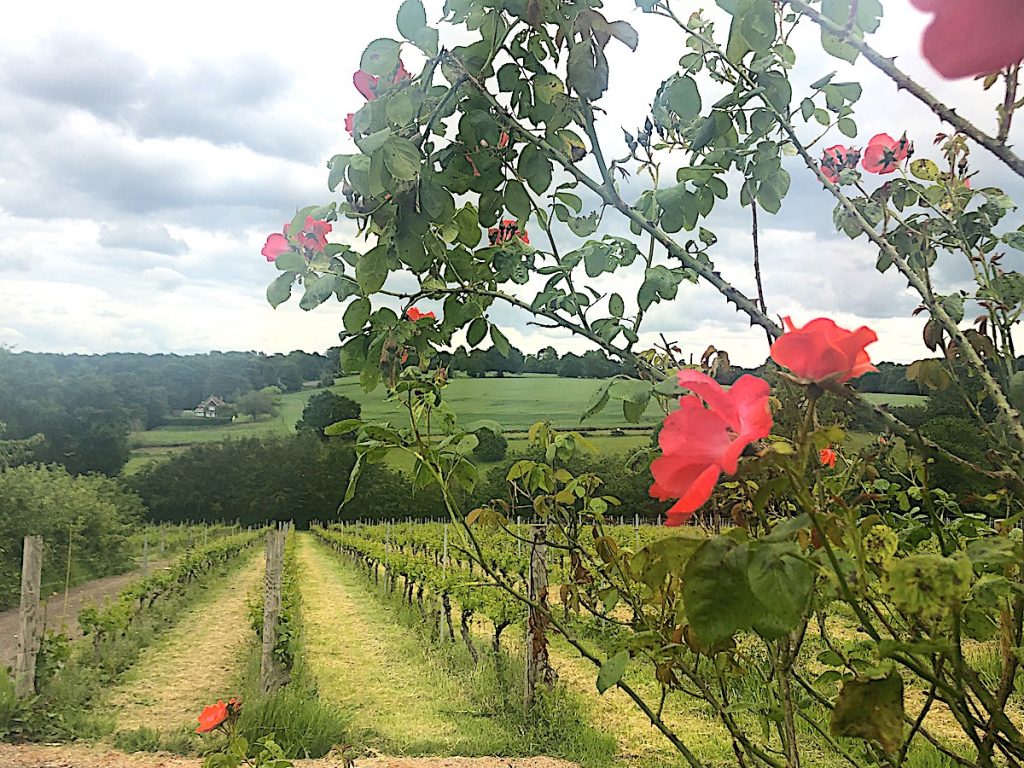 In Südengland gedeiht Wein!