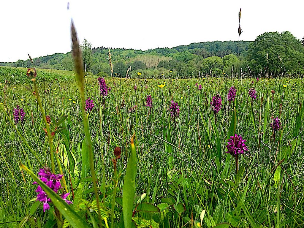 Wilde Orchideen auf dem Erft-Radweg