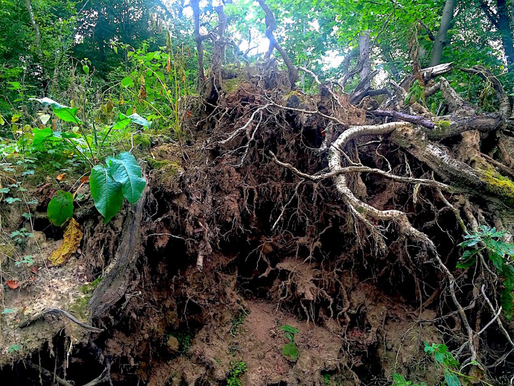 Geballte Natur in der Eifel