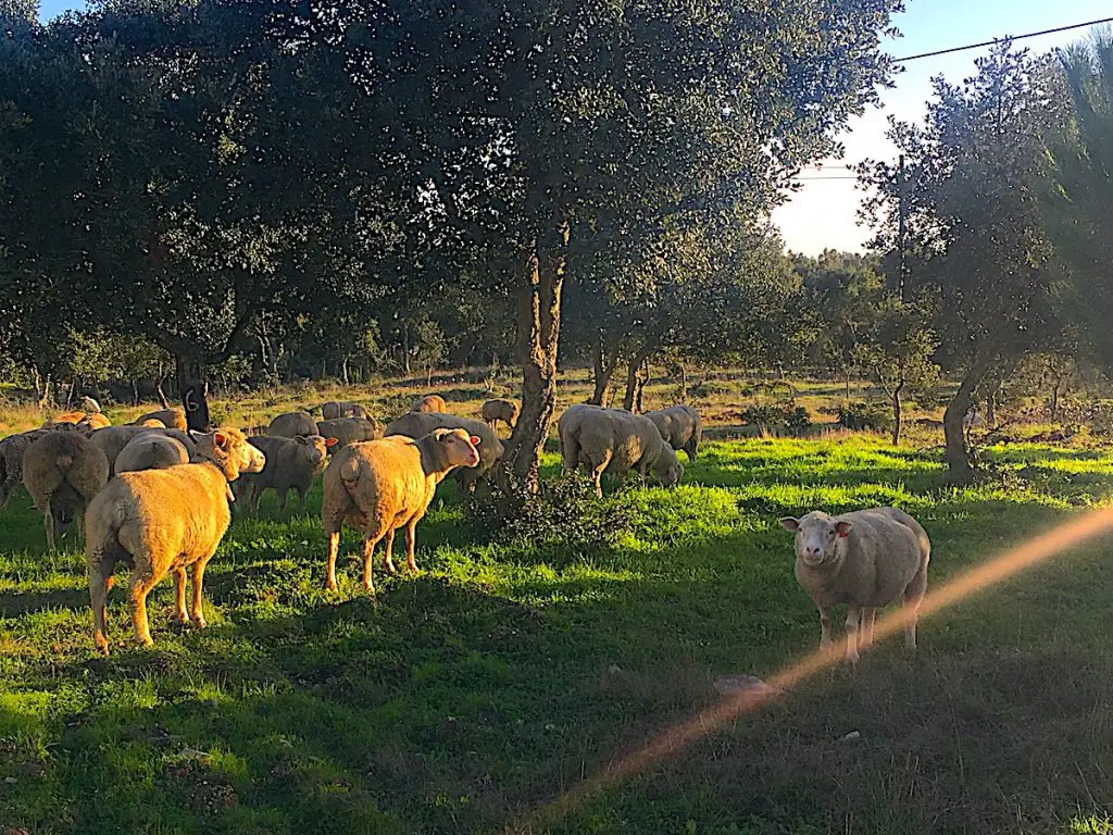 Schafe beim Roadtrip durch den Alentejo