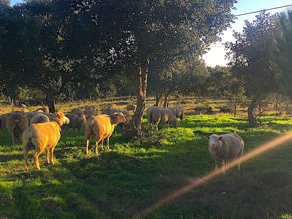 Wandern im Alentejo führt durch bäuerliche Gegenden