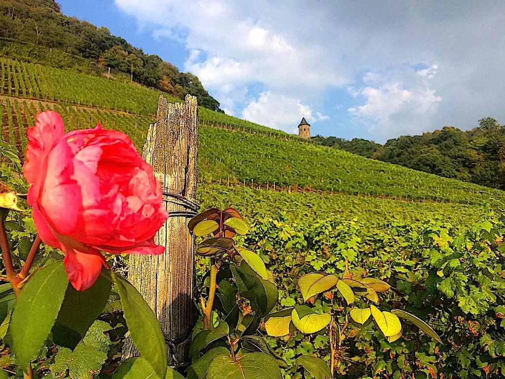 Die 20 originellsten Ausflugsziele in NRW führen auch zum Weinwandern im Siebengebirge. 