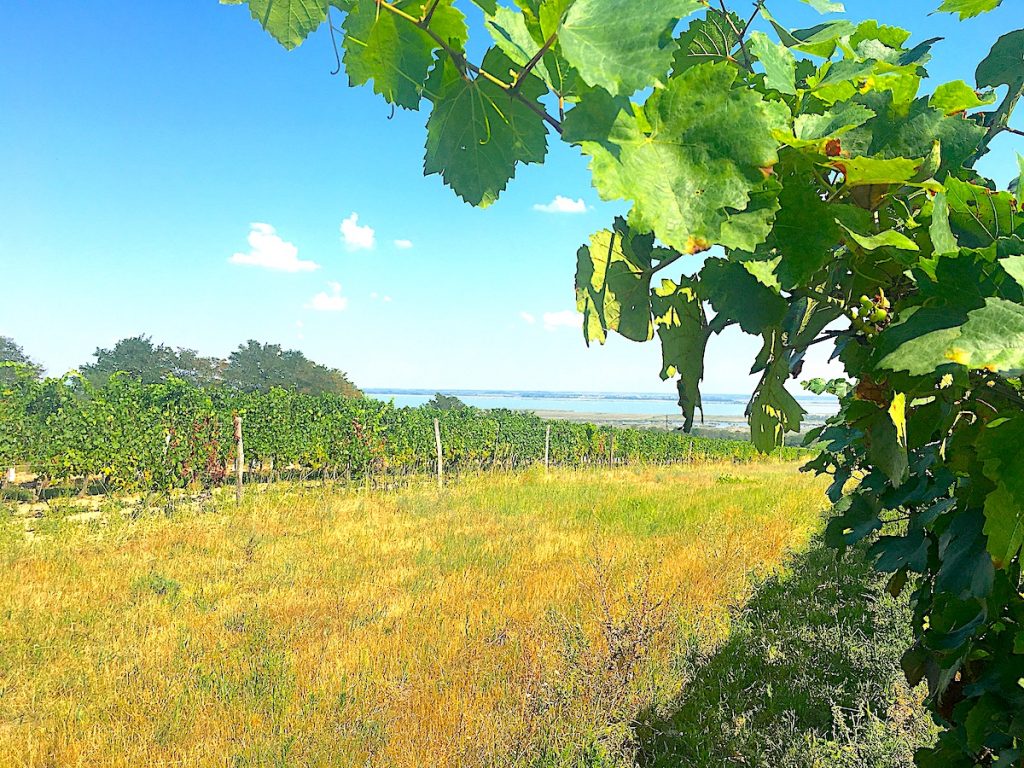 Die schönsten Seen in Österreich - Blick auf den Neusiedlersee.