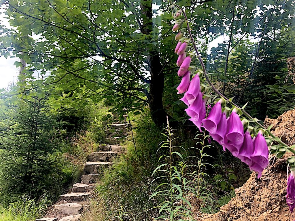 Die 20 originellsten Ausflugsziele in NRW - Wandern am Wisentgelände.