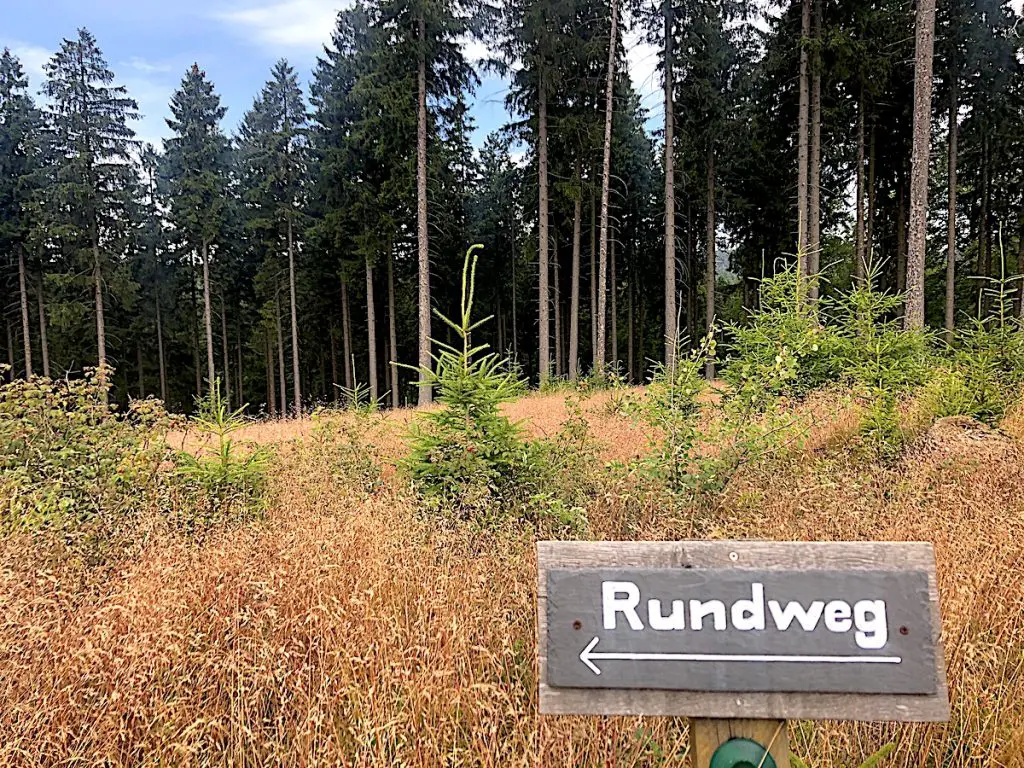 Bei den 20 originellsten Ausflugsziele in NRW dürfen die Wisente im Rothaargebirge natürlich nicht fehlen.