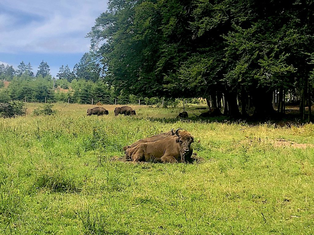 Die Wisentwildnis bietet verschiedene Wanderwege 