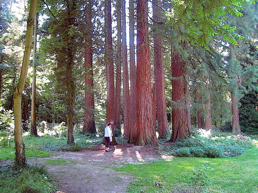 20 originellsten Ausflugsziele in NRW - die Sequoiafarm am Niederrhein zeigt Mammutbäume. 