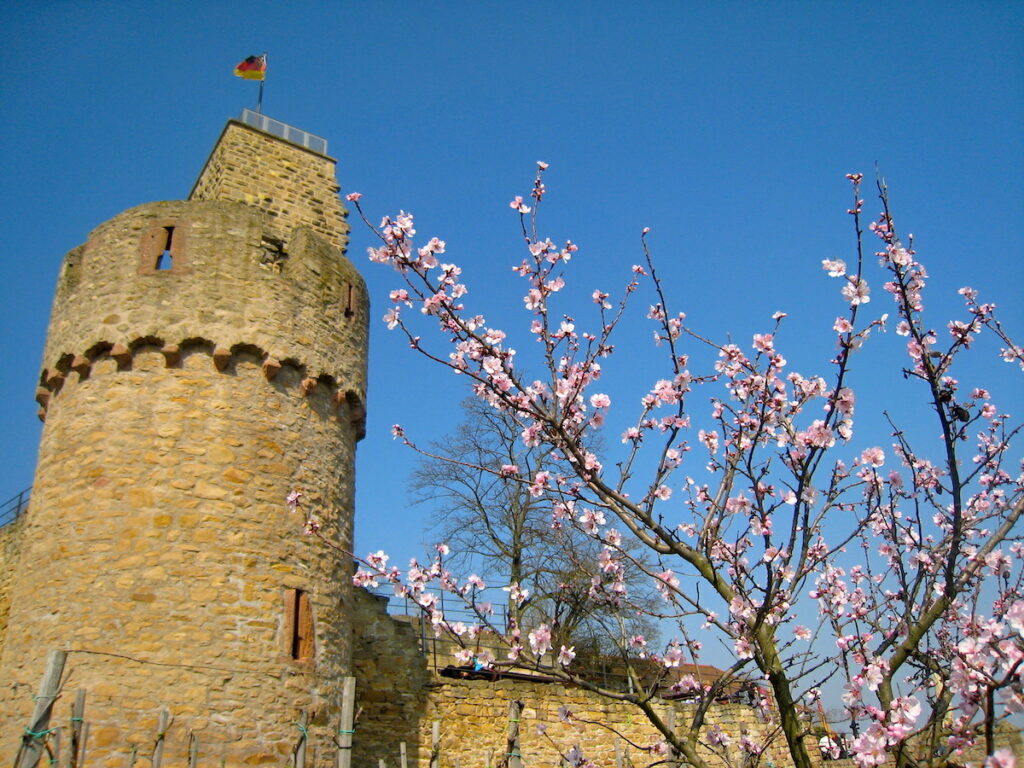 Die Mandelblüte in der Pfalz erleben