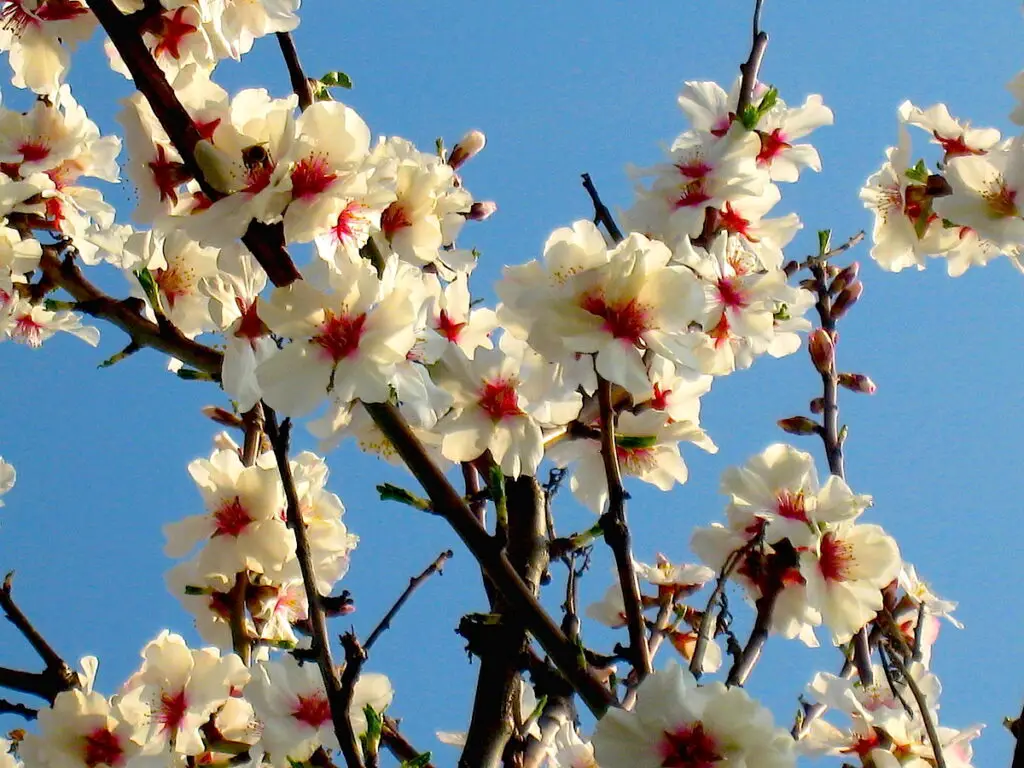 Die wunderschöne 
Mandelblüte in der Pfalz erleben