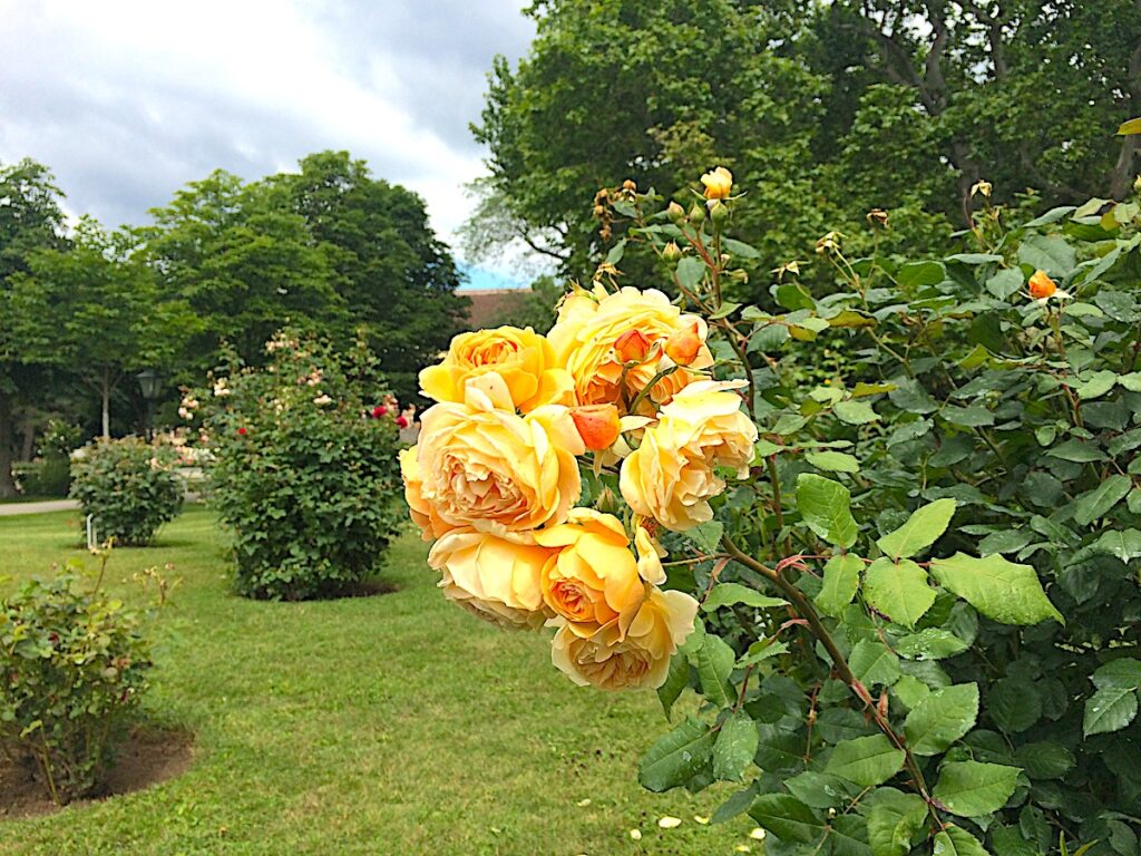 Baden bei Wien verfügt über das  größte Rosarium Österreichs