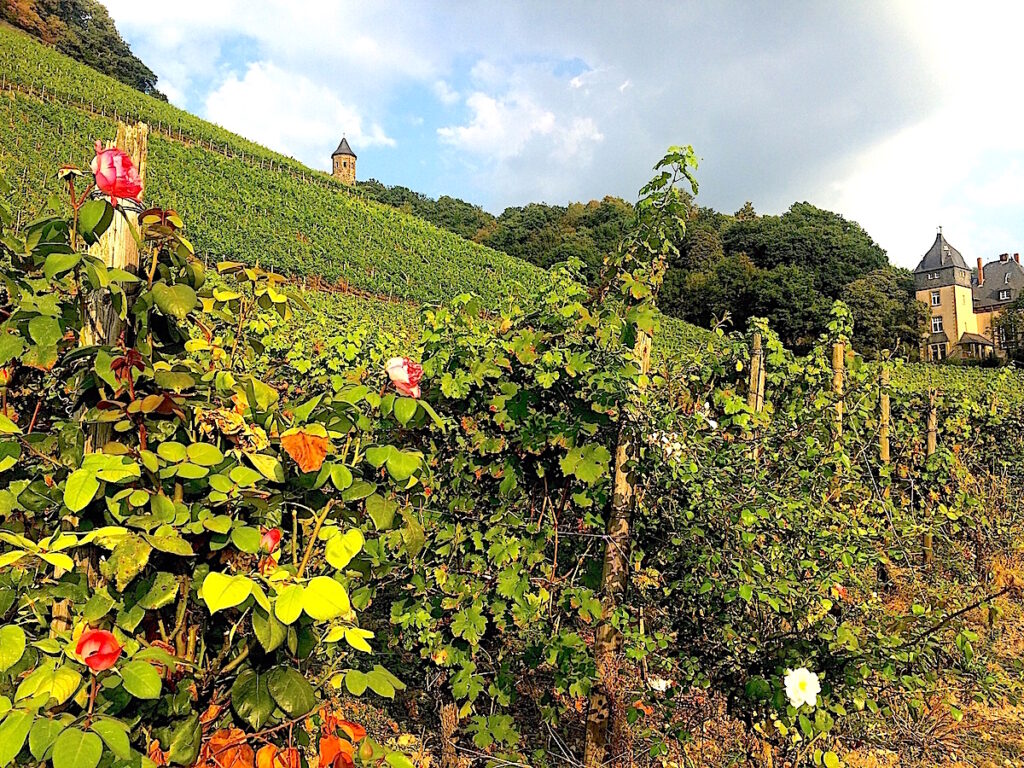 Die schönsten NRW Spaziergänge finden sich den Reben im Siebengebirge statt.