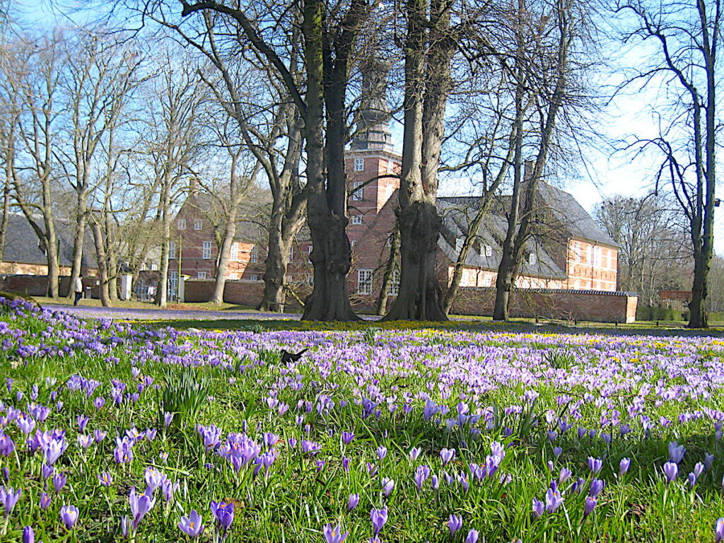 Krokussblüte in Husum