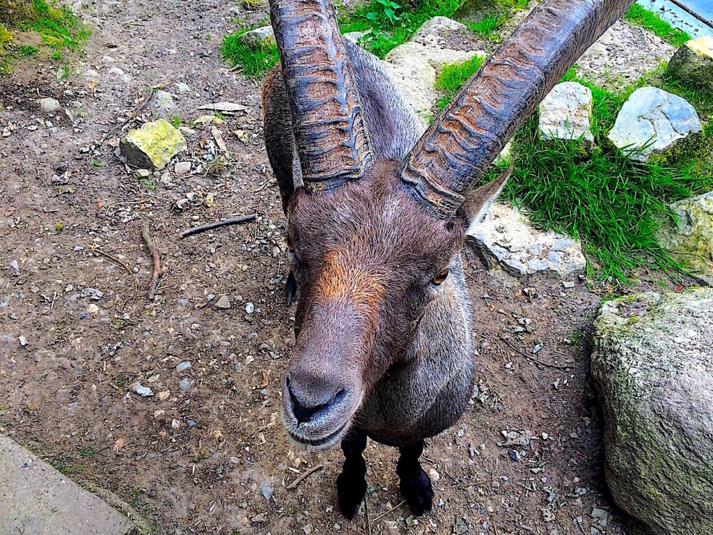 NRW zum Nulltarif – im Tierpark Olderdissen werden ausschließlich heimische Tiere gezeigt
