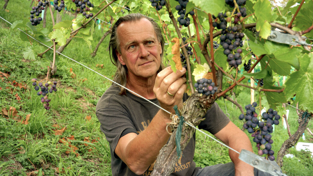 Der erste Bio-Wein aus dem Siebengebirge kommt von Kay Thiel.