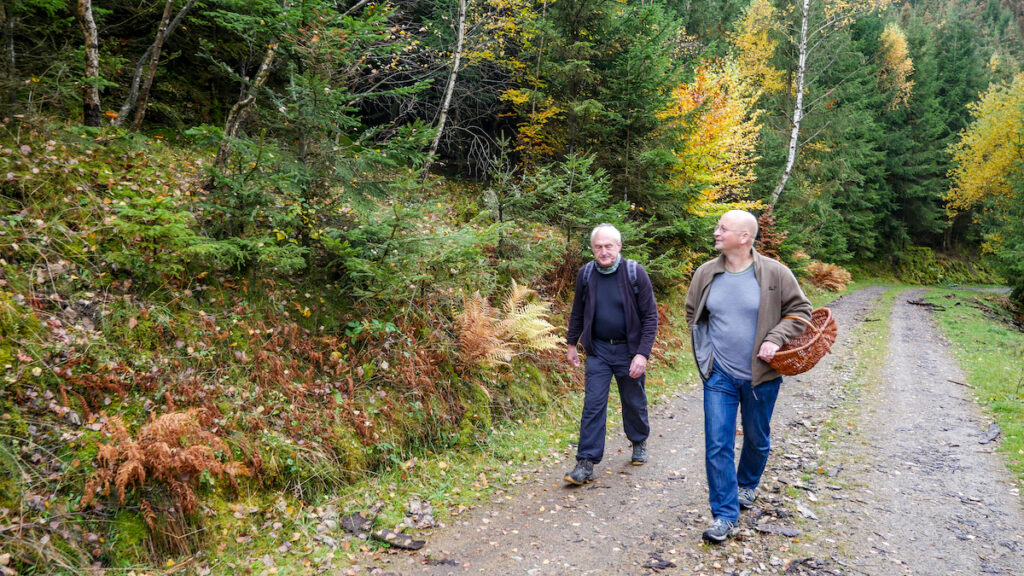 Sterben Steinpilze aus? Diese Frage stellen sich aktuell viele Pilzfreunde im Rothaargebbirge. 