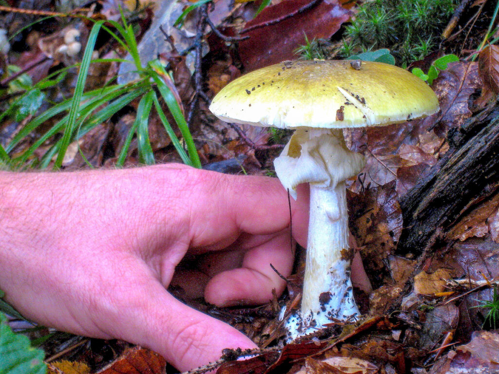 Pilze und Bäume leben in enger Symbiose, aber sterben Steinpilze aus?