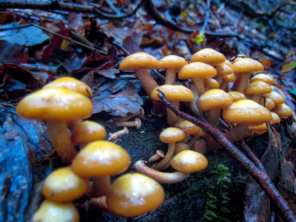Herbst in NRW - die beste Zeit, um Pilze im Rothaargebirge zu suchen.