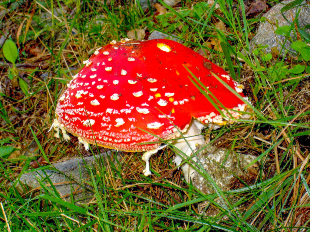 Sterben Steinpilze aus? Der Bestand von Fliegenpilzen ist aktuell jedenfalls nicht bedroht. 