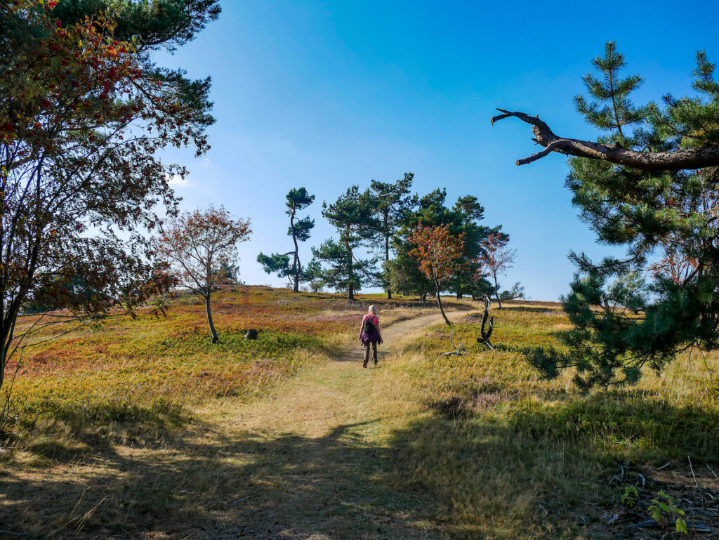 Eine Wanderung zum Osterkopf in Willingen ist für viele Naturfreunde die beste Auszeit im Sauerland. 