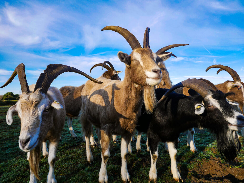 Tierische Bewohner der Naturschutzgebiete in NRW