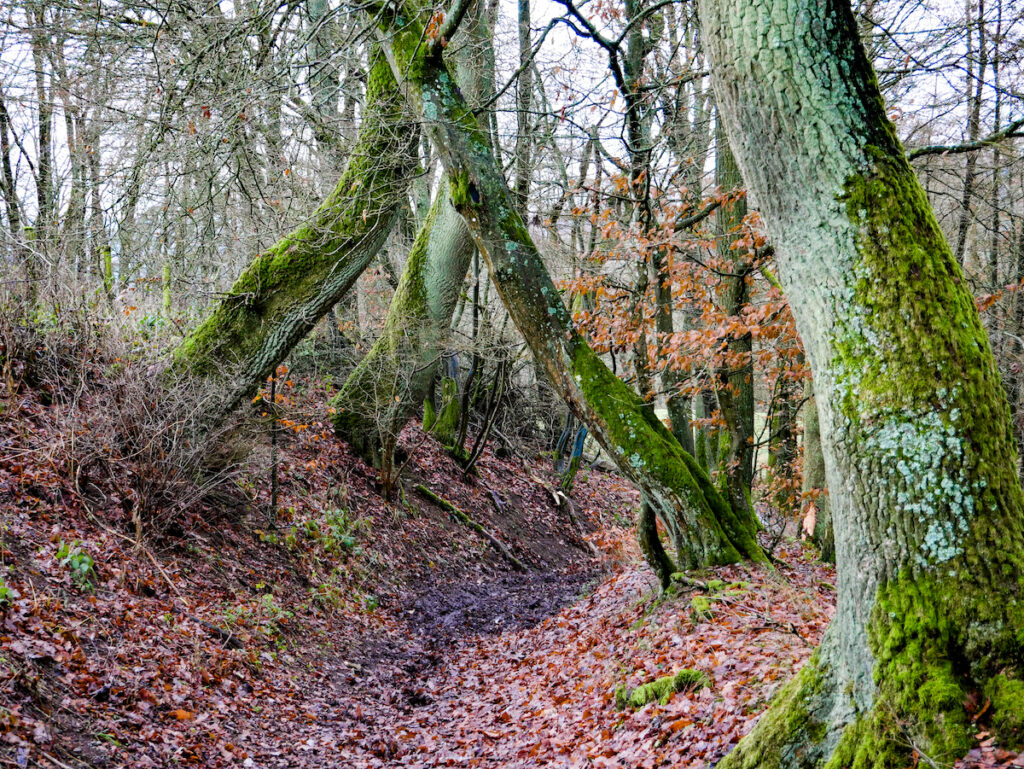 Winterwandern in der Eifel kann auch mal matschig sein.