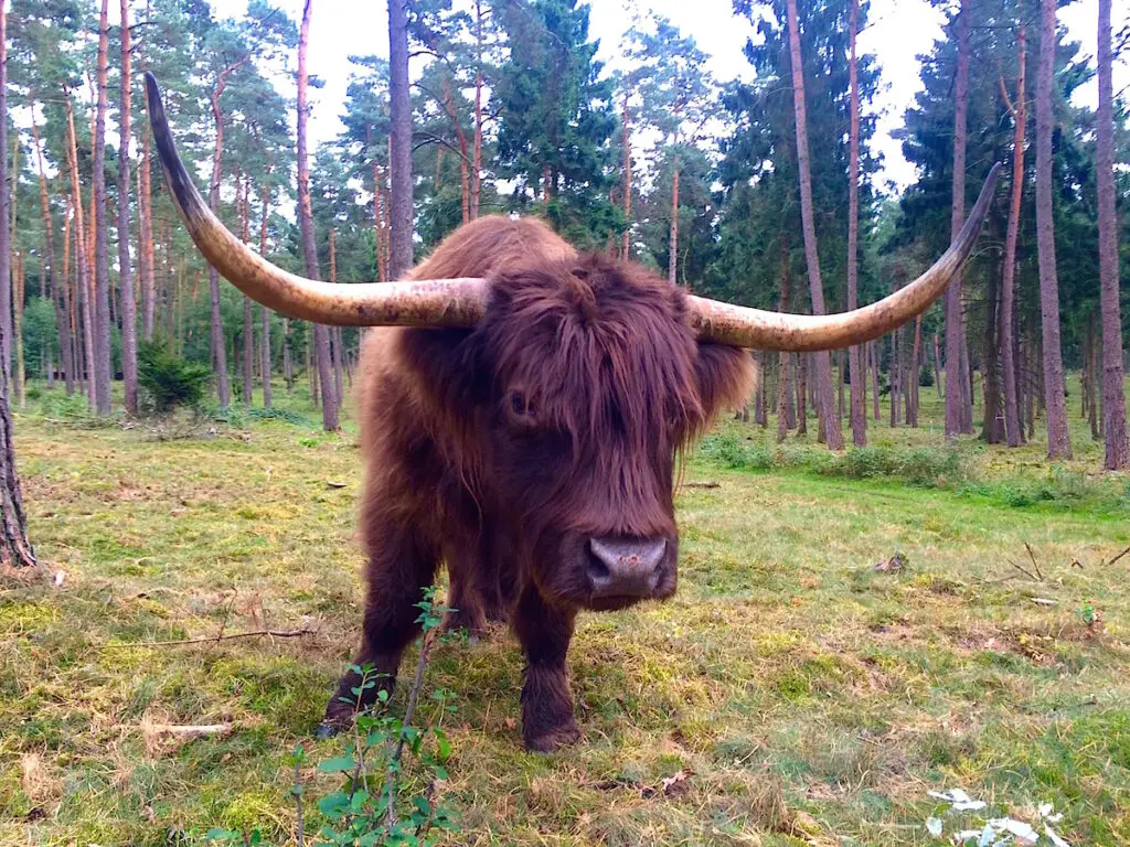Auch schottische Hochlandrinder leben in den Naturschutzgebieten in NRW 