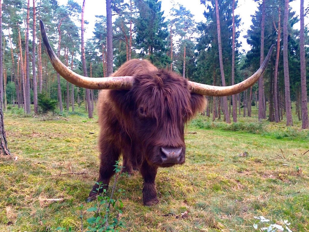 Auch schottische Hochlandrinder leben in den Naturschutzgebieten in NRW