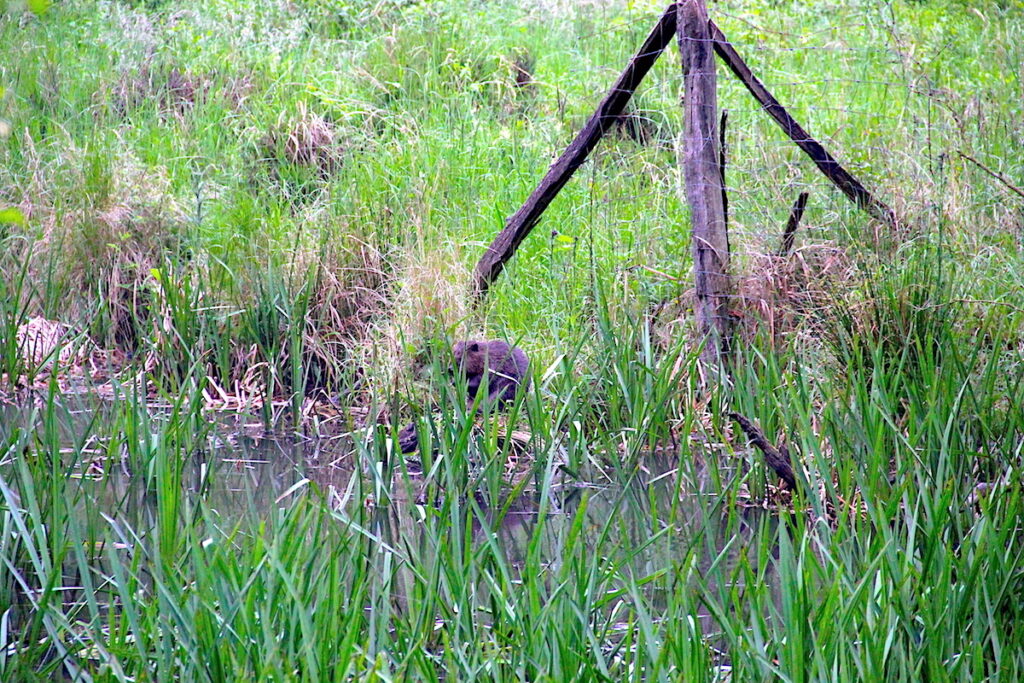 Wildtiere in NRW - Biber im Hürtgenwald