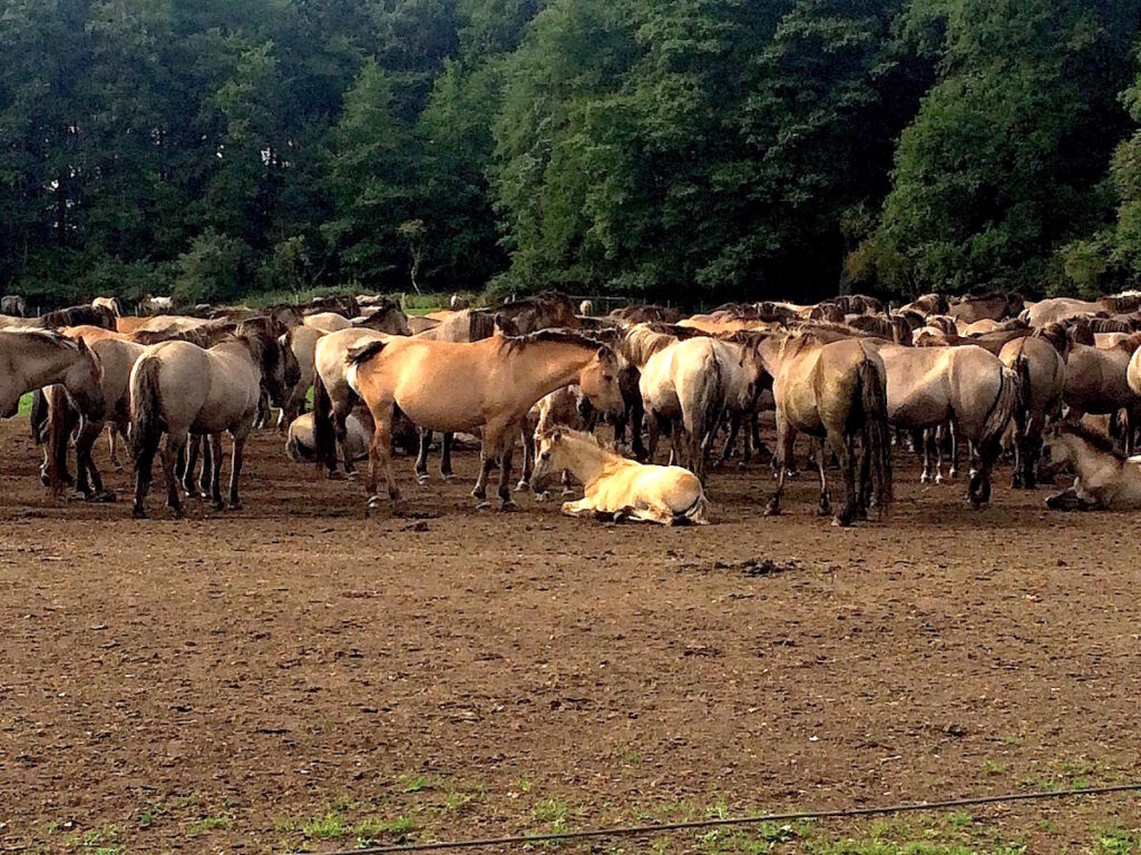 Wildtiere in NRW: Wildpferde im Merfelder Bruch. 