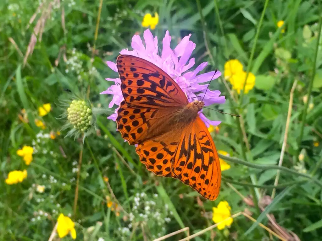 Wildtiere in NRW: Schmetterlinge im Urfttal