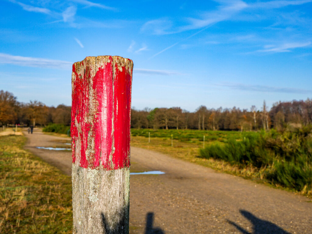 Wildtiere in NRW gibt es in der Wahner Heide zuhauf.