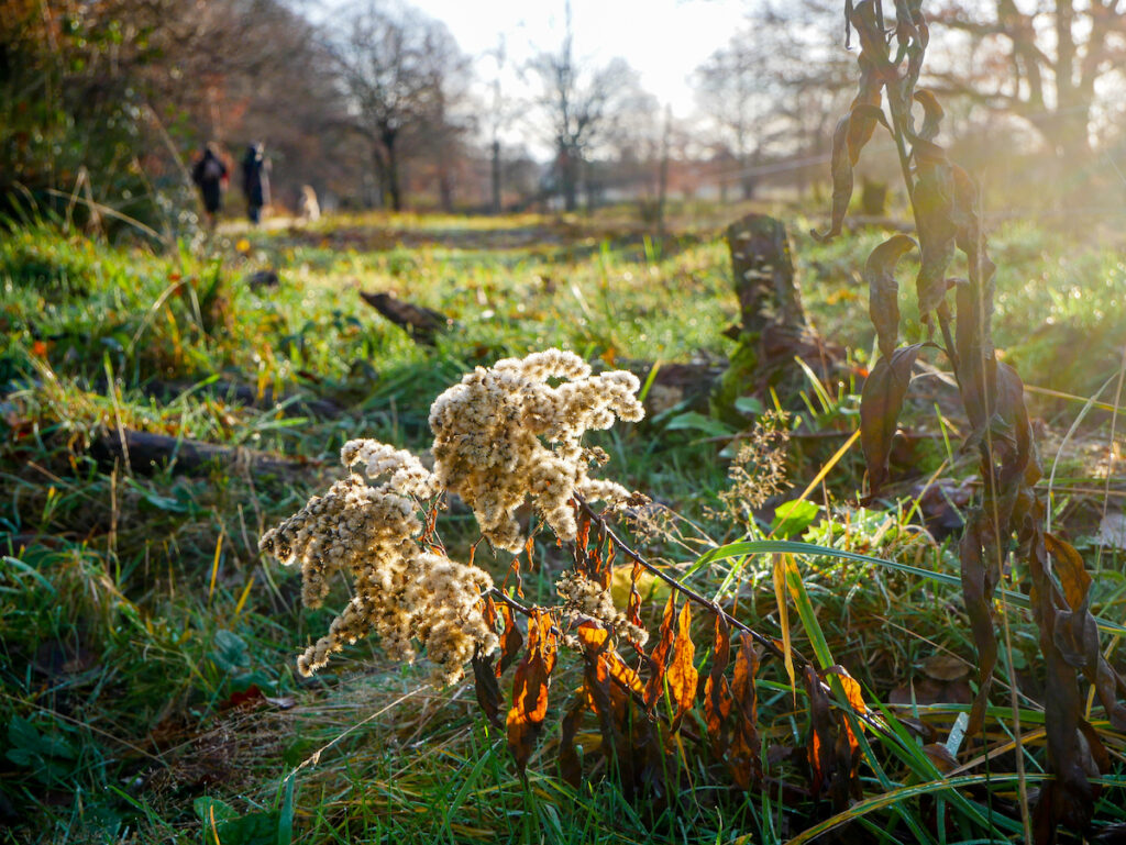 Die Wahner Heide bei Köln bietet viele Wildtiere in NRW. 