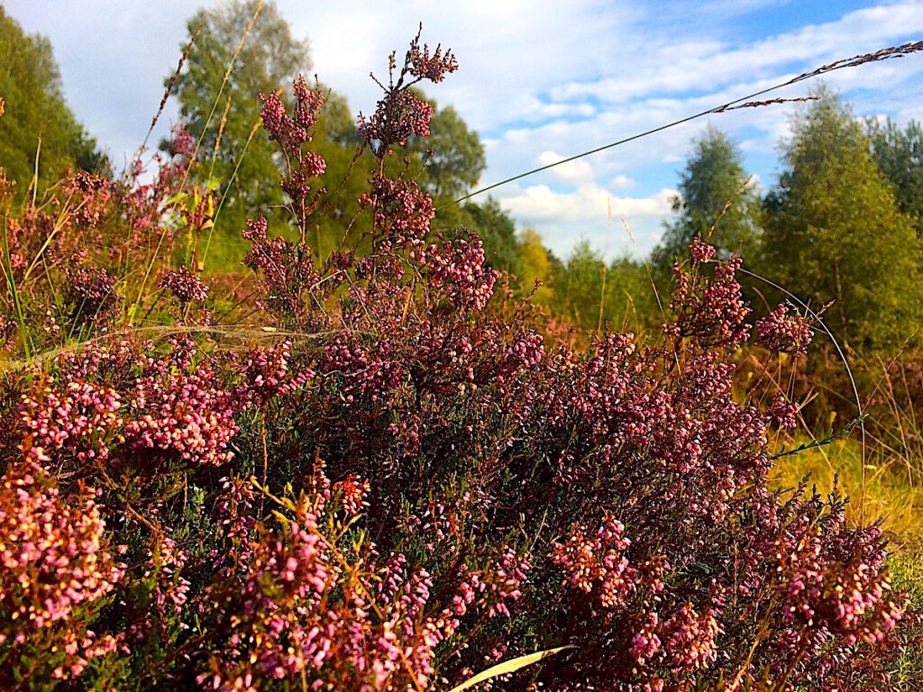 Mikroabenteuer in NRW - das Naturschutzgebiet Senne in Ostwestfalen-Lippe 