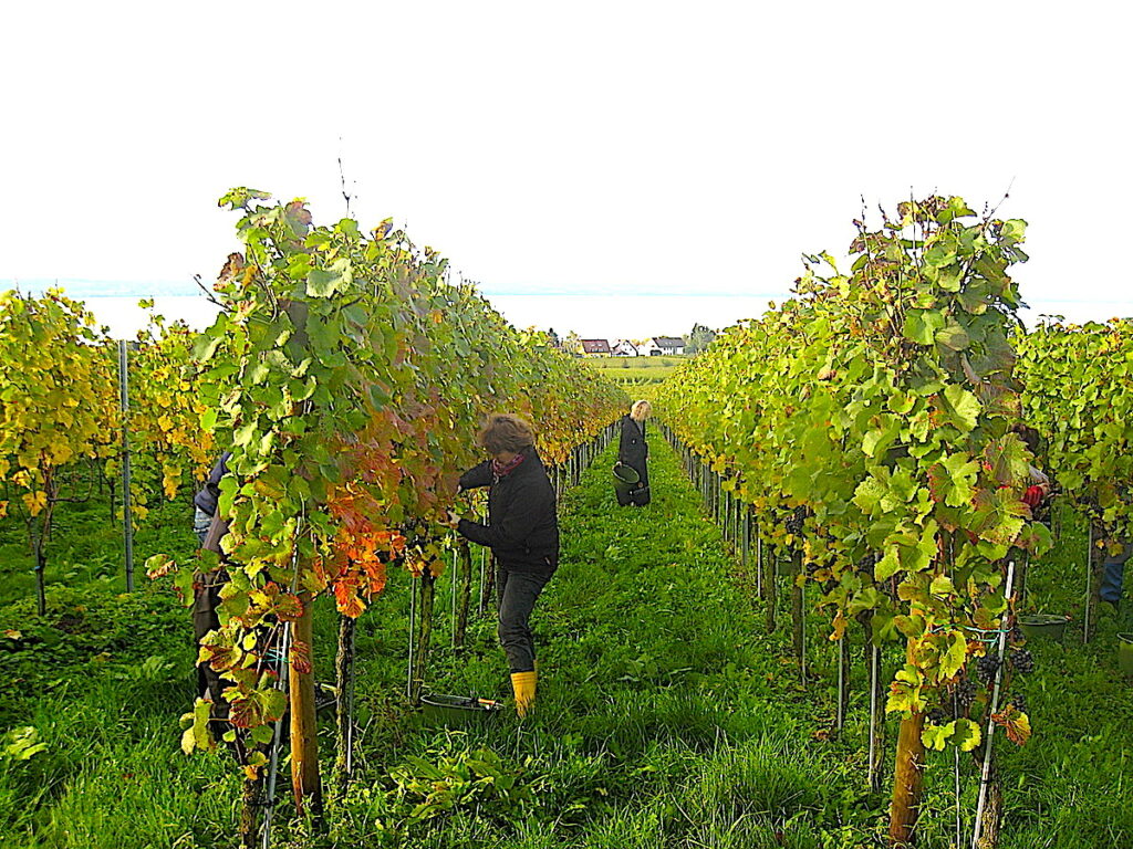 Sommerurlaub in Deutschland - den unbekannten Bodensee im Weindorf Hagnau entdecken.