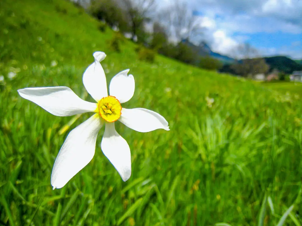 Die Narzissenblüte im Ausseerland zählt definitiv zu den Naturschätzen in Österreich 