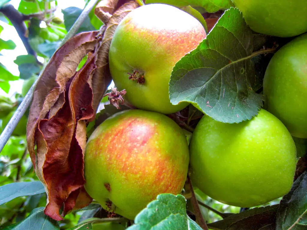 Der Herbst in NRW bringt köstliche Äpfel am Niederrhein hervor