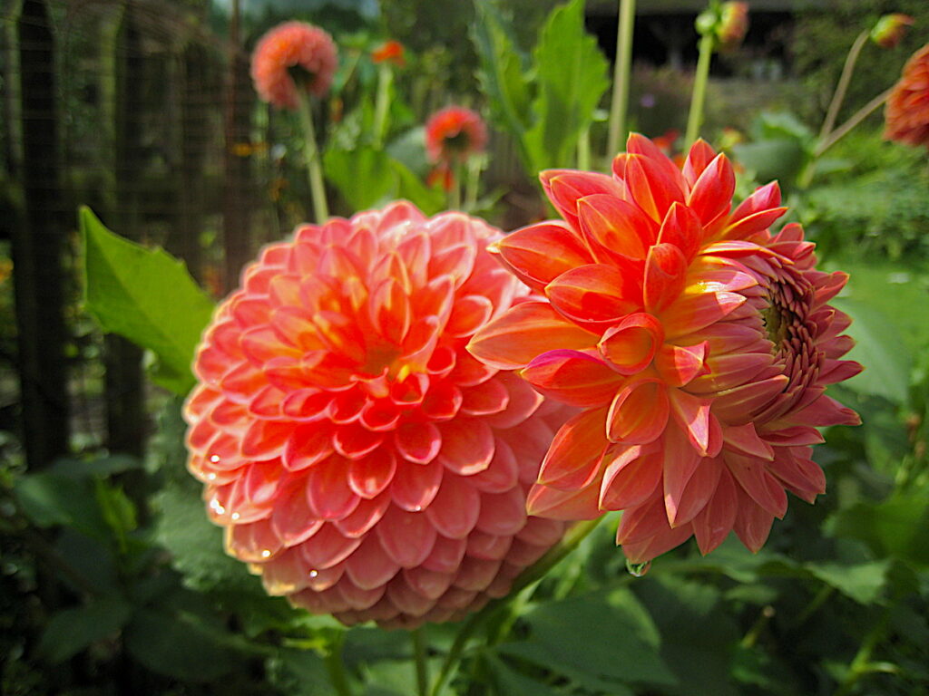 Geheimtipps in NRW: die Linnicher Gärten mit ihrem Blumenreichtum.