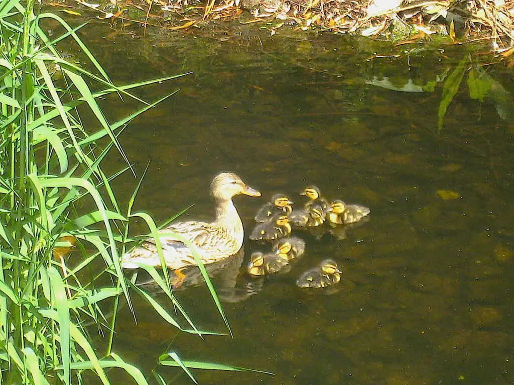 Eine Entenfamilie schwimmt auf der Erft.  