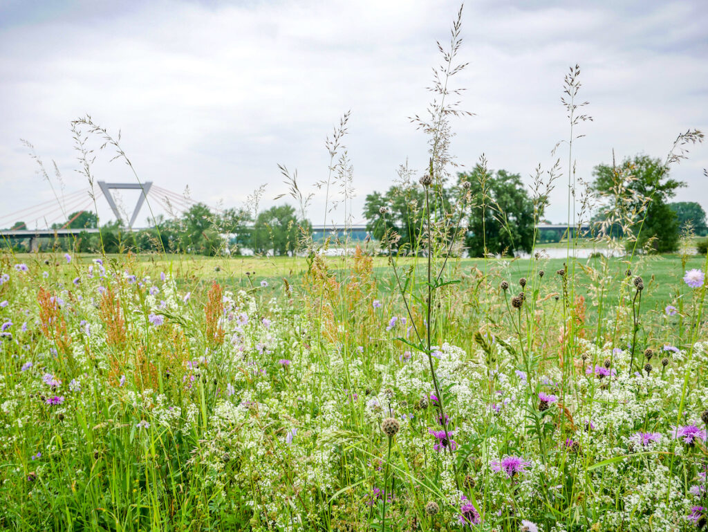 Den Rhein immer im Blick - unterwegs auf dem neuen Fernradweg