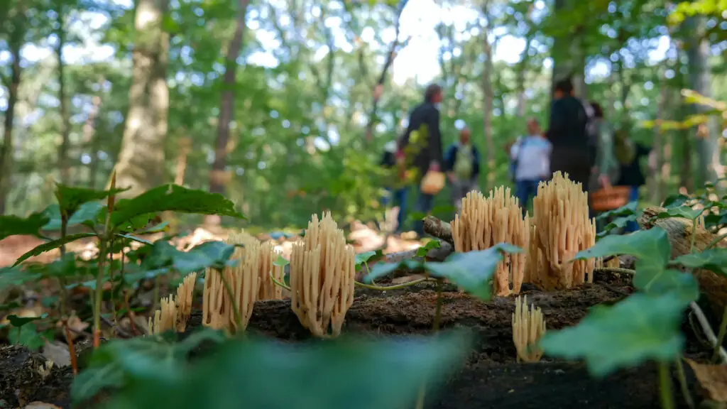 Pilze sammeln im Dünnwald bei Köln 