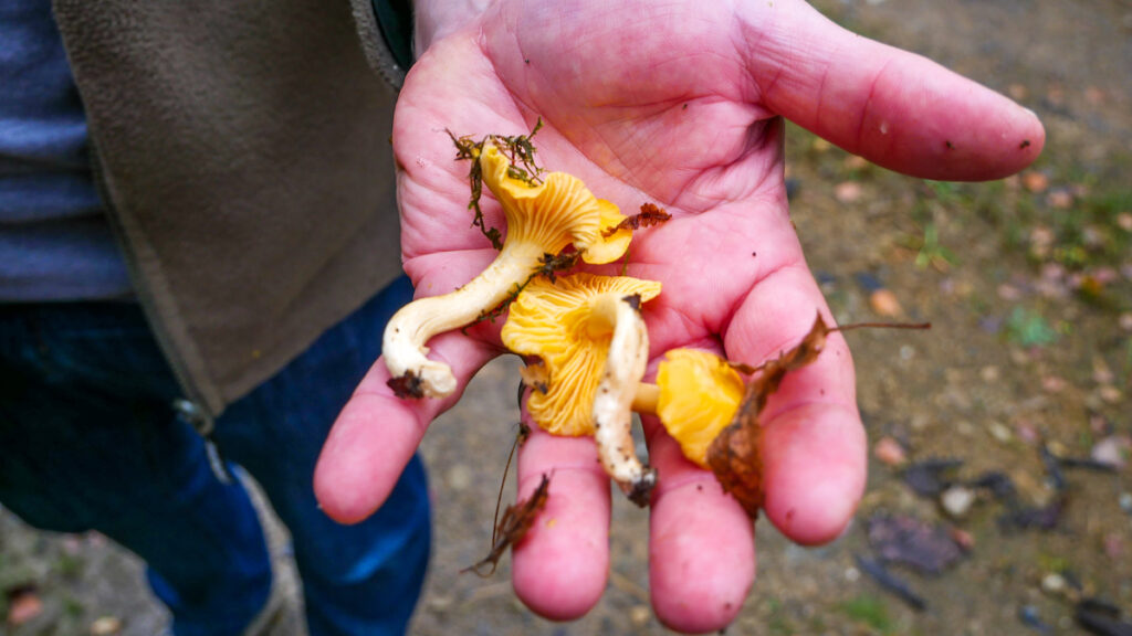 Wichtige Tipps zum Pilze sammeln